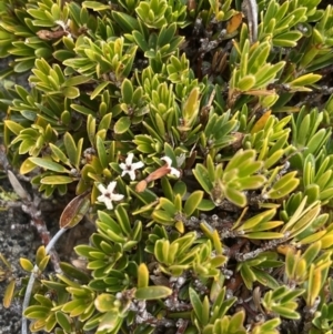 Pentachondra pumila at Geehi, NSW - 17 Apr 2022