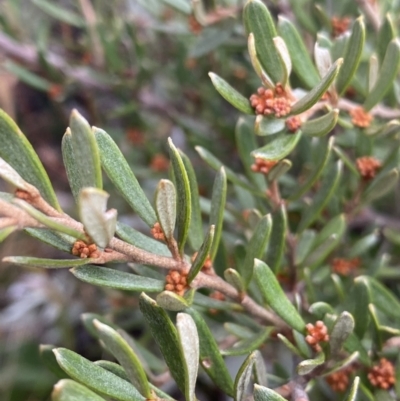 Grevillea australis (Alpine Grevillea) at Geehi, NSW - 17 Apr 2022 by NedJohnston