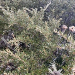 Grevillea australis at Geehi, NSW - 17 Apr 2022 08:23 AM