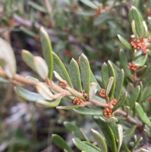 Grevillea australis at Geehi, NSW - 17 Apr 2022 08:23 AM