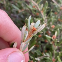 Grevillea australis at Geehi, NSW - 17 Apr 2022