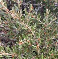 Grevillea australis at Geehi, NSW - 17 Apr 2022 08:23 AM