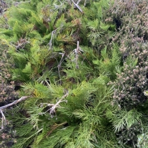 Aciphylla glacialis at Perisher Valley, NSW - 17 Apr 2022