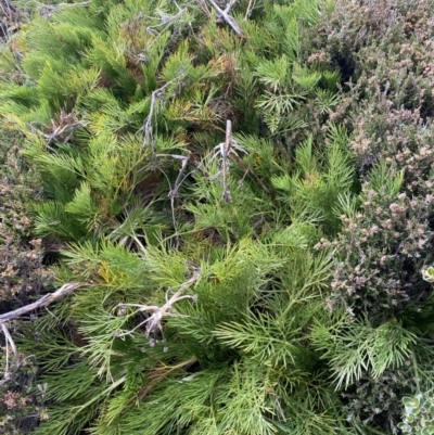 Aciphylla glacialis (Mountain Celery) at Perisher Valley, NSW - 17 Apr 2022 by NedJohnston