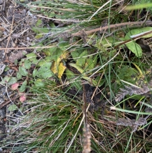 Plantago sp. at Geehi, NSW - 17 Apr 2022