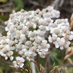 Achillea millefolium (Yarrow) at Geehi, NSW - 17 Apr 2022 by NedJohnston