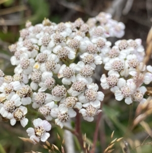 Achillea millefolium at Geehi, NSW - 17 Apr 2022 08:14 AM