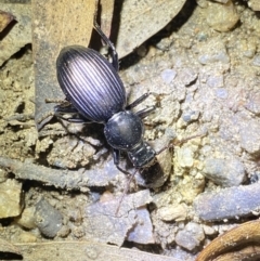 Tenebrionidae (family) (Darkling beetle) at Jagungal Wilderness, NSW - 16 Apr 2022 by NedJohnston