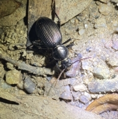 Tenebrionidae (family) at Jagungal Wilderness, NSW - 16 Apr 2022