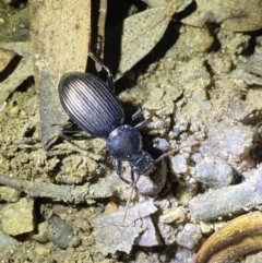 Tenebrionidae (family) at Jagungal Wilderness, NSW - 16 Apr 2022 09:47 PM