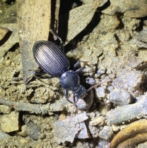 Tenebrionidae (family) at Jagungal Wilderness, NSW - 16 Apr 2022 09:47 PM