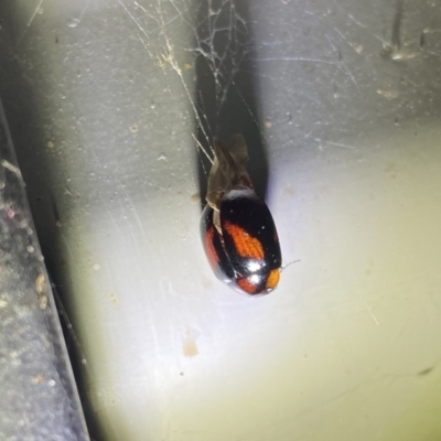 Coccinellidae (family) (Unidentified lady beetle) at Kosciuszko National Park - 16 Apr 2022 by Ned_Johnston