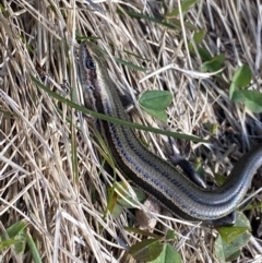 Pseudemoia entrecasteauxii (Woodland Tussock-skink) at Kosciuszko National Park - 16 Apr 2022 by Ned_Johnston