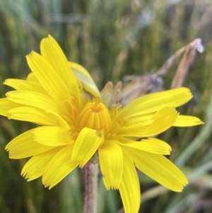 Microseris lanceolata at Geehi, NSW - 16 Apr 2022