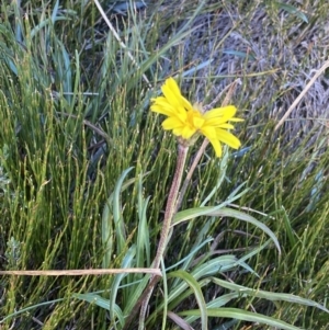 Microseris lanceolata at Geehi, NSW - 16 Apr 2022