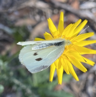 Pieris rapae (Cabbage White) at Kosciuszko National Park - 16 Apr 2022 by Ned_Johnston