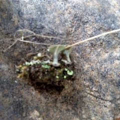 Cladonia sp. (genus) (Cup Lichen) at Cooma North Ridge Reserve - 22 Apr 2022 by mahargiani