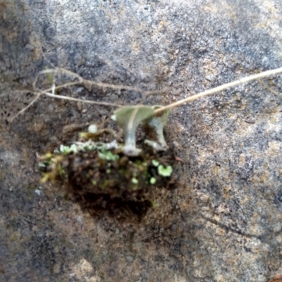 Cladonia sp. (genus) (Cup Lichen) at Cooma North Ridge Reserve - 22 Apr 2022 by mahargiani