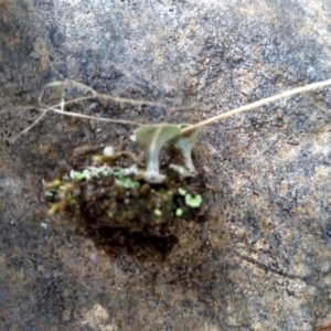 Cladonia sp. (genus) at Cooma, NSW - 22 Apr 2022