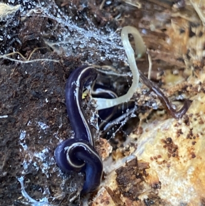 Caenoplana coerulea (Blue Planarian, Blue Garden Flatworm) at Hackett, ACT - 18 Apr 2022 by Ned_Johnston
