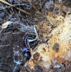 Caenoplana coerulea at Hackett, ACT - 18 Apr 2022