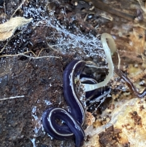 Caenoplana coerulea at Hackett, ACT - 18 Apr 2022