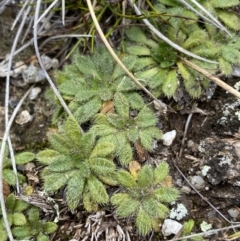 Pappochroma setosum (Dwarf Fleabane) at Geehi, NSW - 17 Apr 2022 by NedJohnston