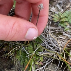 Pappochroma setosum at Geehi, NSW - 17 Apr 2022 09:21 AM