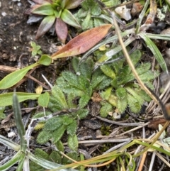 Pappochroma setosum at Geehi, NSW - 17 Apr 2022 09:21 AM