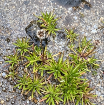 Brachyscome stolonifera (Spreading Daisy, Kosciusko Daisy) at Geehi, NSW - 16 Apr 2022 by Ned_Johnston