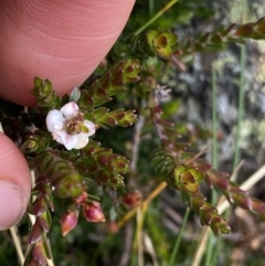 Epacris glacialis (Snow Heath) at Geehi, NSW - 17 Apr 2022 by NedJohnston