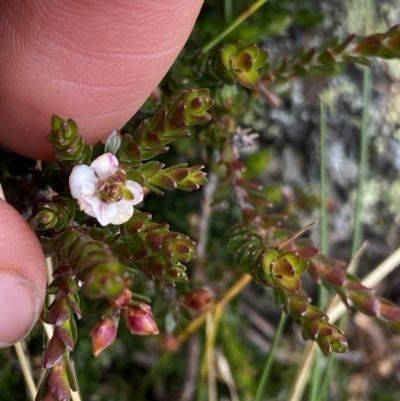 Epacris glacialis (Snow Heath) at Geehi, NSW - 17 Apr 2022 by NedJohnston