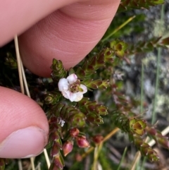 Epacris glacialis at Geehi, NSW - 17 Apr 2022 09:05 AM