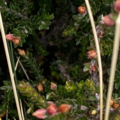 Epacris glacialis at Geehi, NSW - 17 Apr 2022