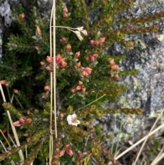 Epacris glacialis at Geehi, NSW - 17 Apr 2022 09:05 AM