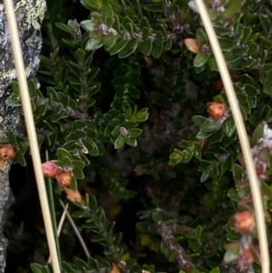 Epacris glacialis at Geehi, NSW - 17 Apr 2022