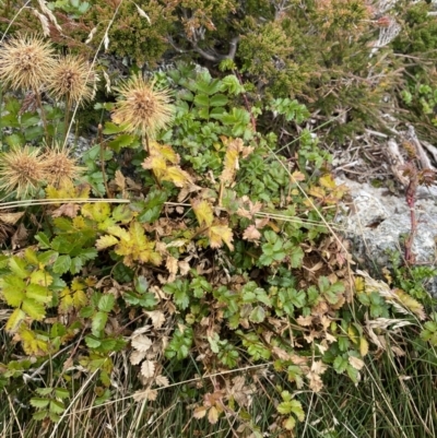 Acaena novae-zelandiae (Bidgee Widgee) at Geehi, NSW - 16 Apr 2022 by Ned_Johnston