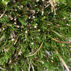 Scleranthus singuliflorus (Mossy Knawel) at Geehi, NSW - 17 Apr 2022 by NedJohnston