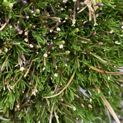 Scleranthus singuliflorus (Mossy Knawel) at Geehi, NSW - 16 Apr 2022 by Ned_Johnston