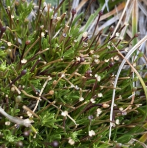 Scleranthus singuliflorus at Geehi, NSW - 17 Apr 2022