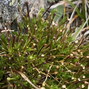Scleranthus singuliflorus at Geehi, NSW - 17 Apr 2022