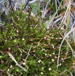 Scleranthus singuliflorus at Geehi, NSW - 17 Apr 2022