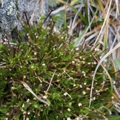 Scleranthus singuliflorus at Geehi, NSW - 17 Apr 2022