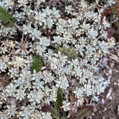 Ewartia nubigena (Silver Ewartia) at Geehi, NSW - 17 Apr 2022 by NedJohnston