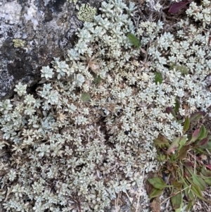 Ewartia nubigena at Geehi, NSW - 17 Apr 2022