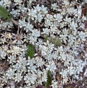 Ewartia nubigena at Geehi, NSW - 17 Apr 2022