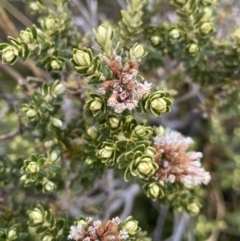 Ozothamnus alpinus (Alpine Everlasting) at Geehi, NSW - 17 Apr 2022 by NedJohnston