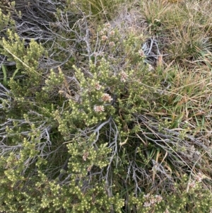 Ozothamnus alpinus at Geehi, NSW - suppressed