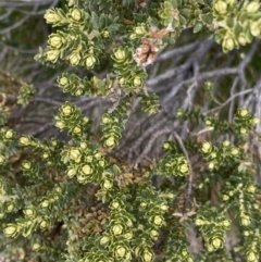 Ozothamnus alpinus at Geehi, NSW - suppressed