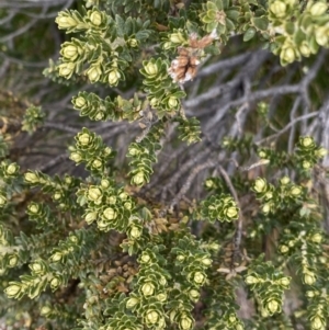 Ozothamnus alpinus at Geehi, NSW - suppressed